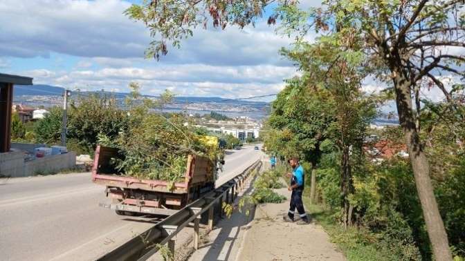 Başiskele’de Ağaçlara Sonbahar Bakımı