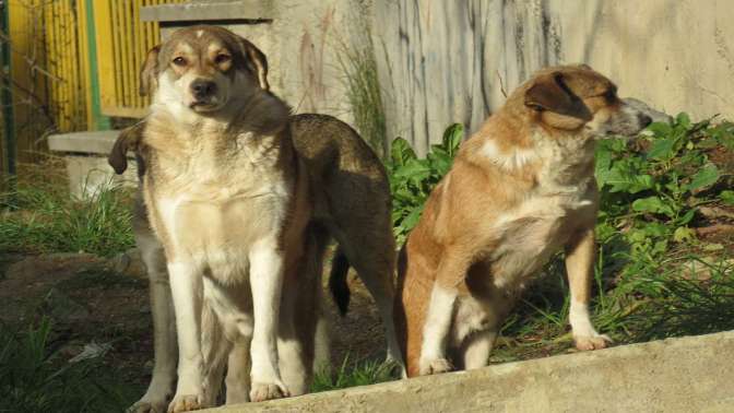 Cantürk, başıboş köpeklerle ilgili konuştu