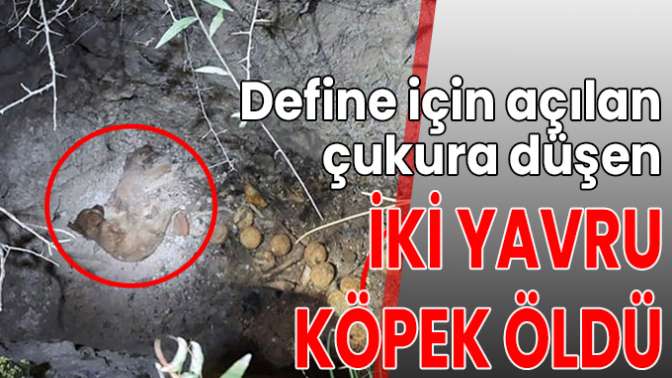 Define için alçılan çukura düşen iki yavru köpek öldü