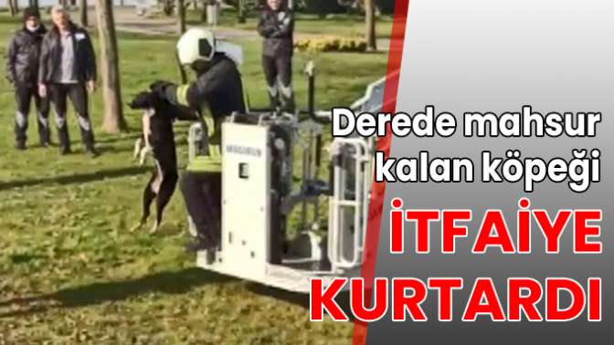 Derede mahsur kalan köpeği itfaiye kurtardı