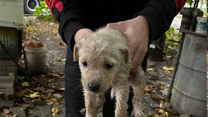 Dereye düşen yavru köpeği Büyükşehir İtfaiyesi kurtardı