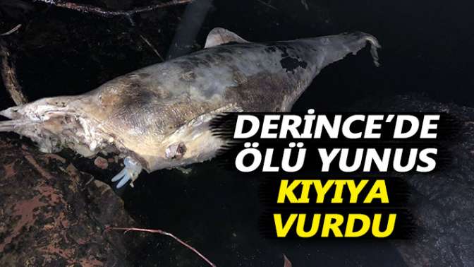 Derincede ölü yunus kıyıya vurdu