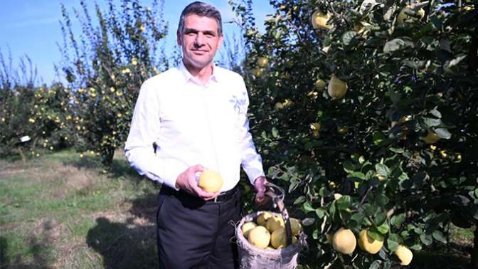 Hasat başladı: Şimdi Eşme Ayva Festivali zamanı