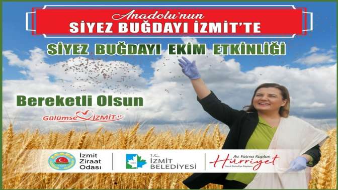 İzmit Belediyesi 10 bin yıllık değeri İzmit’e kazandıracak Siyez buğday tohumu Mecidiye’de toprakla buluşuyor