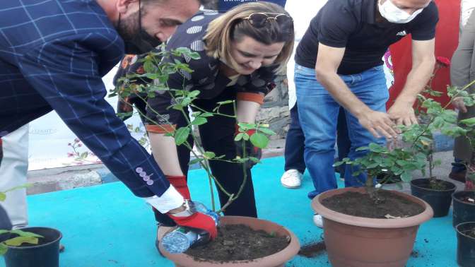 İzmitte Güller açıyor