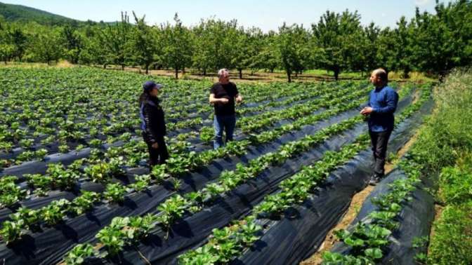 Kocaeli’de üreticilere 118 bin çilek fidesi dağıtıldı