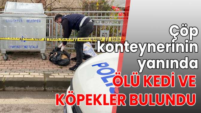 Ölü kedi ve köpekler bulundu