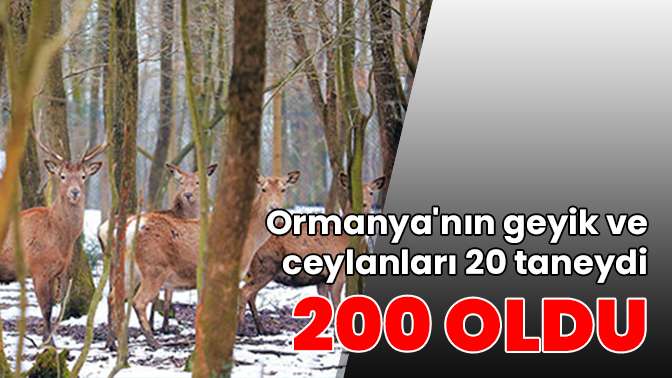 Ormanyanın geyik ve ceylanları 20 taneydi 200 oldu