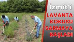 İzmit’i lavanta kokusu sarmaya başladı