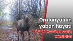 Ormanya’nın yaban hayatı foto kapanlara yansıdı