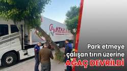 Park etmeye çalışan tırın üzerine ağaç devrildi