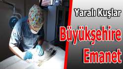 Yaralı Kuşlar Büyükşehire Emanet