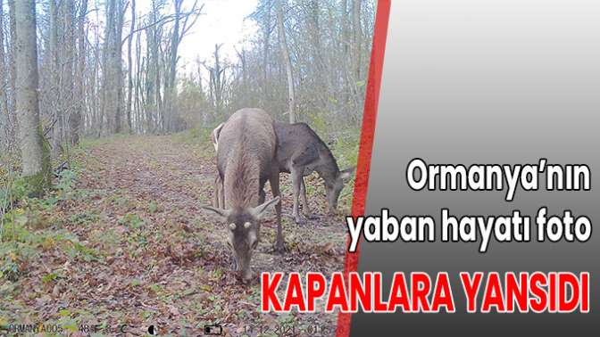 Yaban hayatı kayıt altına alınıyor