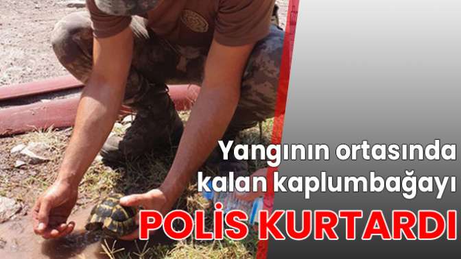 Yangının ortasında kalan kaplumbağayı polis kurtardı