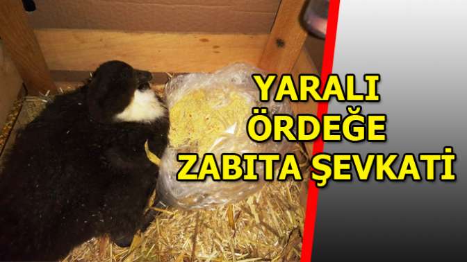 Zabıta sevindirdi